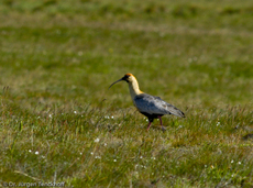 Schwarzzügelibis (5 von 15).jpg